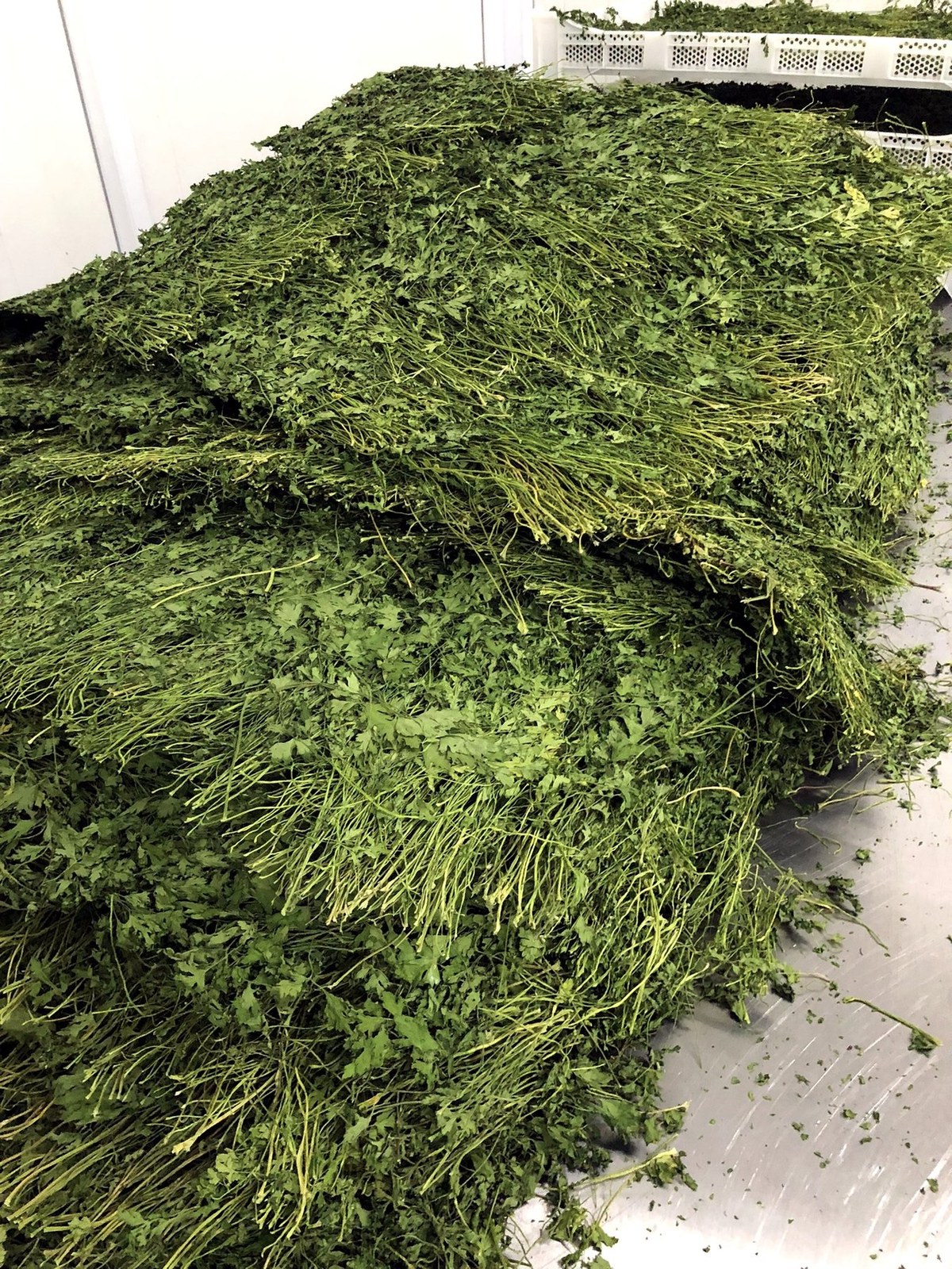 Green herbs drying on trays