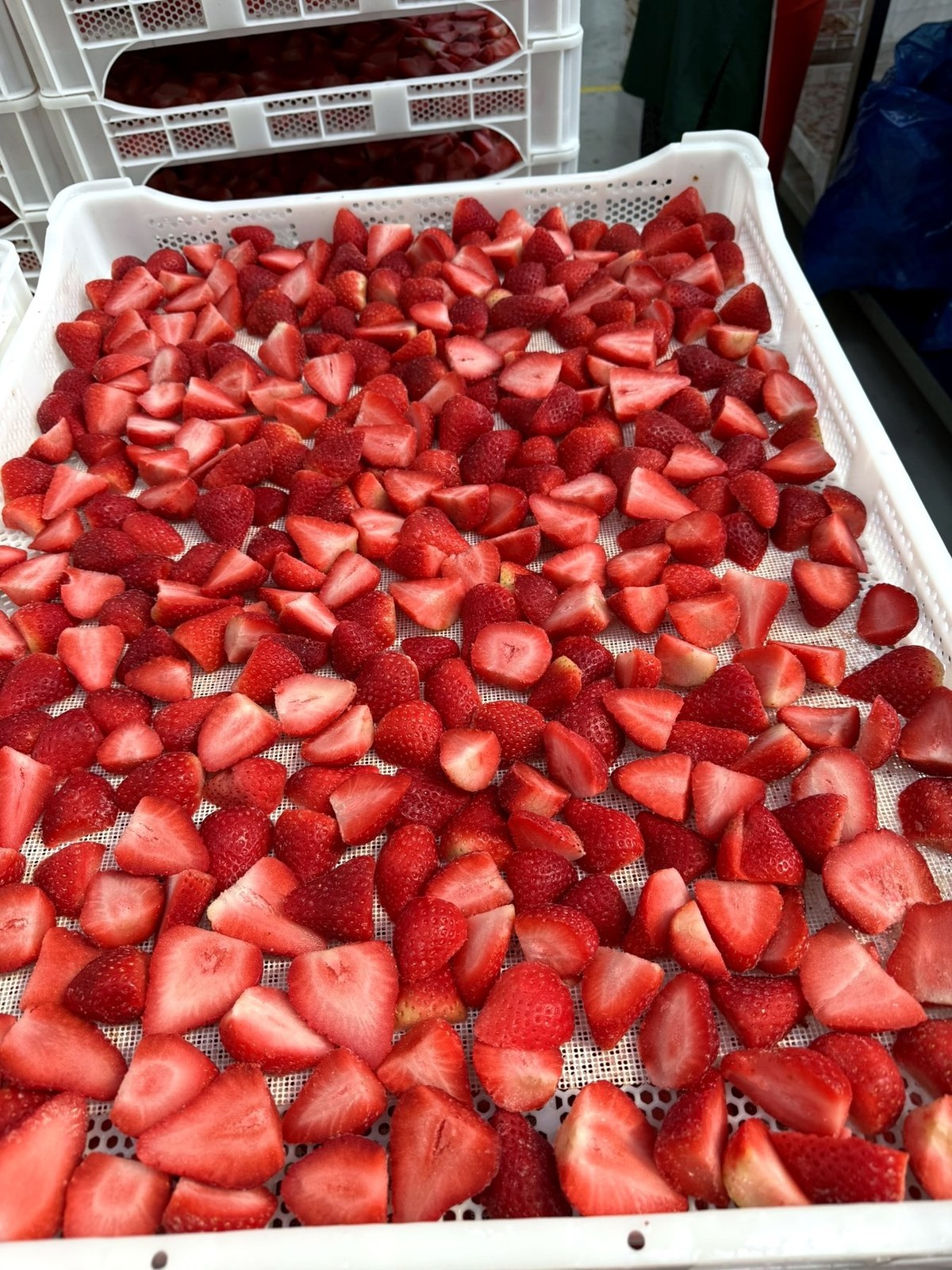 Strawberry wedges prepared for drying